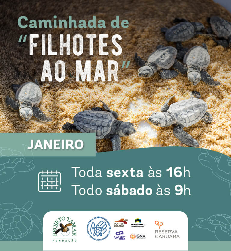 Filhotes ao Mar - site